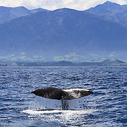 New Zealand Kaikoura Whale Watching