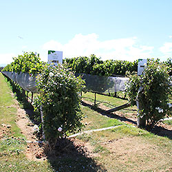 New Zealand Winery